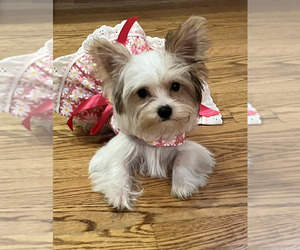 Mother of the Yorkshire Terrier puppies born on 06/06/2025