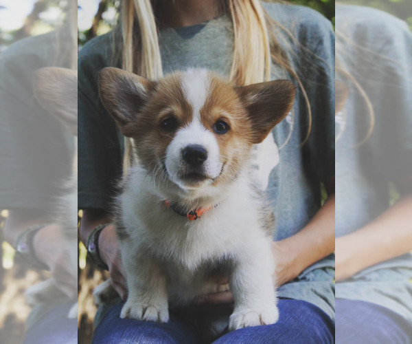 Medium Photo #9 Pembroke Welsh Corgi Puppy For Sale in FAIR GROVE, MO, USA