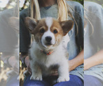 Small #8 Pembroke Welsh Corgi