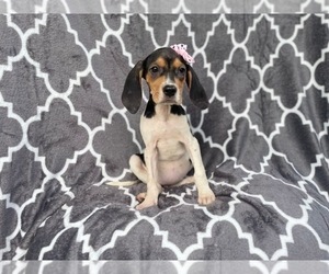 Black Mouth Cur-Treeing Walker Coonhound Mix Puppy for sale in LAKELAND, FL, USA