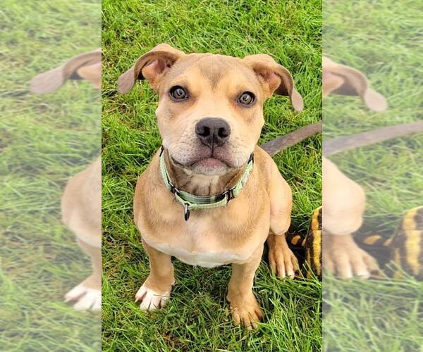 Medium Photo #7 American Staffordshire Terrier-Unknown Mix Puppy For Sale in Bethesda, MD, USA