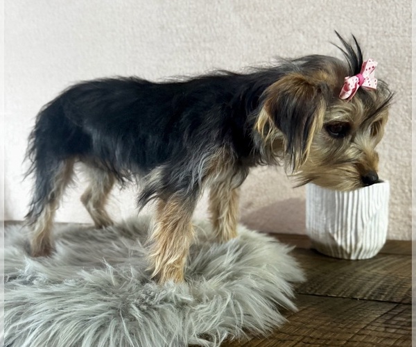 Medium Photo #3 Yorkshire Terrier Puppy For Sale in NAPPANEE, IN, USA