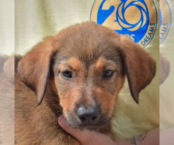 Medium Photo #1 Border-Aussie Puppy For Sale in Huntley, IL, USA