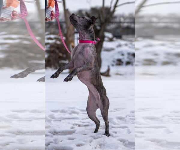 Medium Photo #19 Staffordshire Bull Terrier-Unknown Mix Puppy For Sale in Princeton, MN, USA