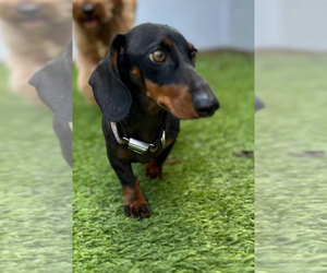 Dachshund Puppy for sale in SAN DIEGO, CA, USA