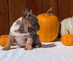 Small Photo #32 French Bulldog Puppy For Sale in GOSHEN, IN, USA