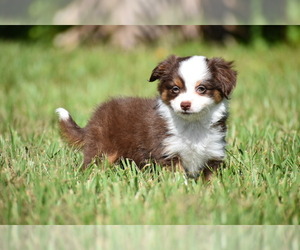 Miniature Australian Shepherd Puppy for sale in PALM COAST, FL, USA