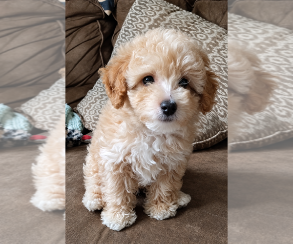 Medium Photo #1 Poodle (Miniature) Puppy For Sale in CLARE, MI, USA