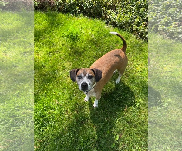 Medium Photo #4 Beagle-Unknown Mix Puppy For Sale in Westwood, NJ, USA