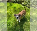 Small #3 Beagle Mix