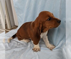 Basset Hound Puppy for Sale in DUNNVILLE, Kentucky USA