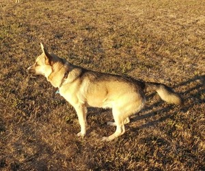 Father of the Goberian puppies born on 04/20/2026