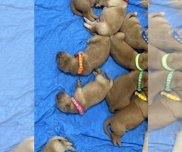 Medium Photo #2 Golden Retriever-Red Heeler Mix Puppy For Sale in DEERFIELD BEACH, FL, USA