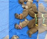 Litter of 9 - Male(s) and Female(s) Golden Retriever-Red Heeler MixLitter of Puppies for Sale - Photo #2