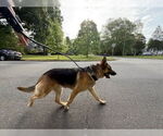 Small #2 German Shepherd Dog