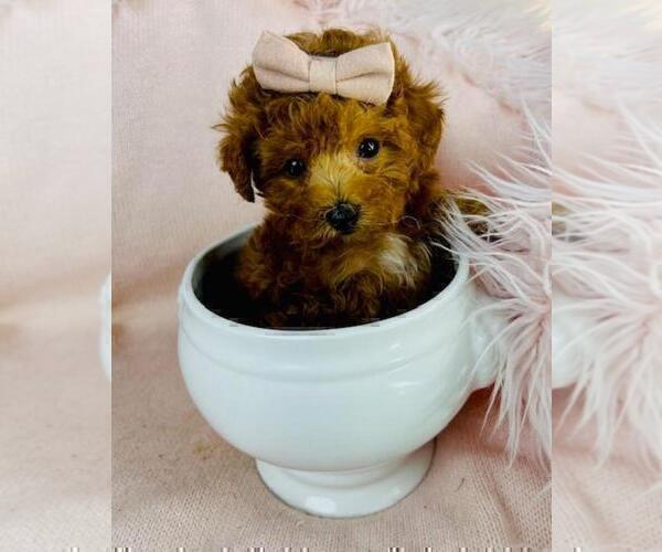 Medium Photo #23 Poodle (Toy) Puppy For Sale in PEMBROKE PINES, FL, USA