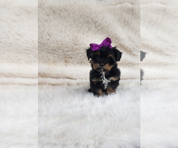 Medium Photo #1 Yorkshire Terrier Puppy For Sale in INDIANAPOLIS, IN, USA