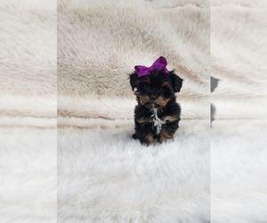 Yorkshire Terrier Puppy for sale in INDIANAPOLIS, IN, USA