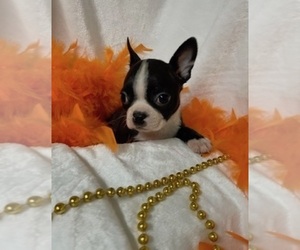 Boston Terrier Puppy for sale in CRKD RVR RNCH, OR, USA
