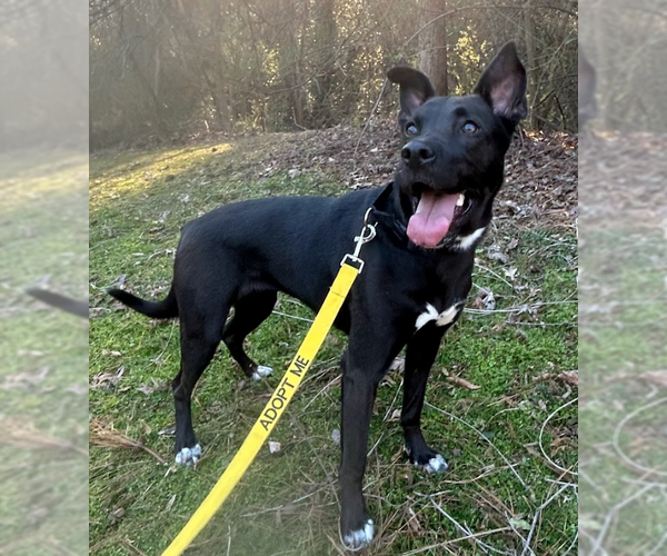 Medium Photo #6 Border Collie-Unknown Mix Puppy For Sale in Decatur, GA, USA