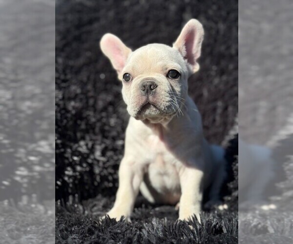 Medium Photo #3 Faux Frenchbo Bulldog-French Bulldog Mix Puppy For Sale in MOUNDRIDGE, KS, USA