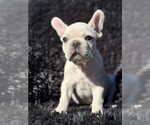 Small #2 Faux Frenchbo Bulldog-French Bulldog Mix