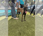 Small #1 Mutt
