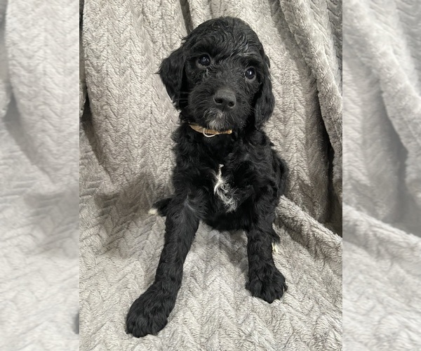 Medium Photo #1 Goldendoodle Puppy For Sale in CENTURIA, WI, USA