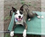 Small Boston Terrier Mix