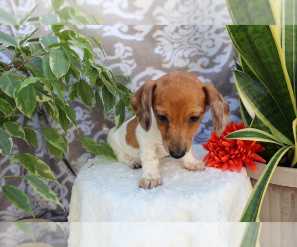 Medium Photo #6 Dachshund Puppy For Sale in SHILOH, OH, USA