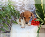 Small #5 Dachshund