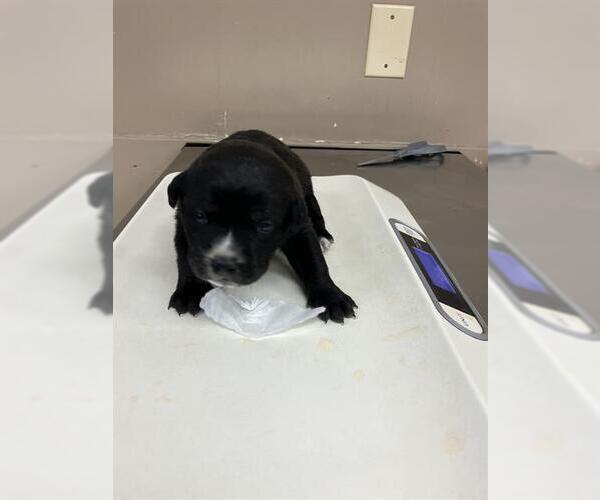 Medium Photo #1 American Pit Bull Terrier-Unknown Mix Puppy For Sale in Conroe, TX, USA