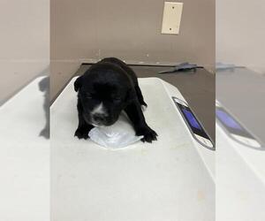 American Pit Bull Terrier-Unknown Mix Dogs for adoption in Conroe, TX, USA
