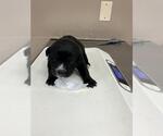 Small American Pit Bull Terrier Mix