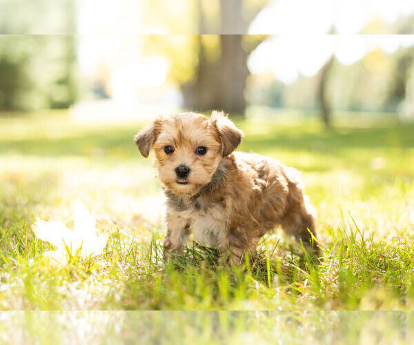 Medium Photo #11 Morkie Puppy For Sale in NAPPANEE, IN, USA