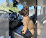 Small #5 Belgian Malinois