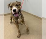 Small American Staffordshire Terrier Mix