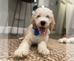 Small Photo #5 Double Doodle Puppy For Sale in PINELLAS PARK, FL, USA