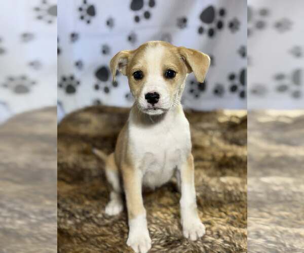 Medium Photo #1 Beagle-Unknown Mix Puppy For Sale in SHERBURNE, NY, USA