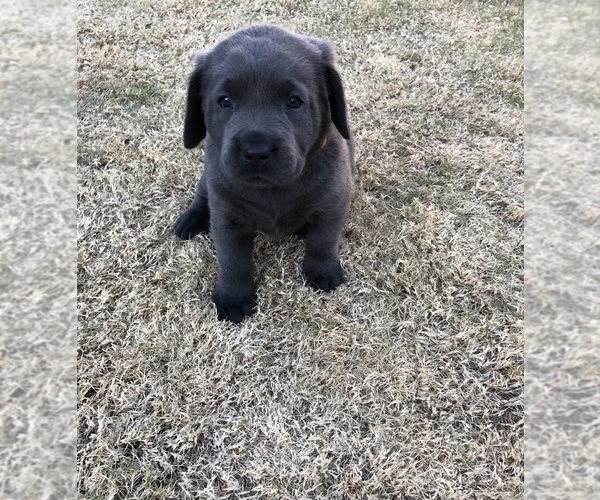 Medium Photo #2 Labrador Retriever Puppy For Sale in PEORIA, AZ, USA