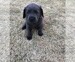 Small Photo #2 Labrador Retriever Puppy For Sale in PEORIA, AZ, USA