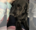 Small #3 Labradoodle-Labrador Retriever Mix