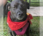 Small #2 Chihuahua Mix