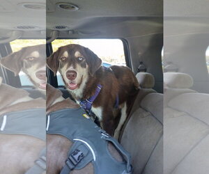 Labsky Dogs for adoption in Pacific grove , CA, USA