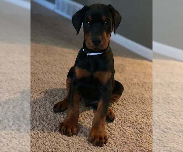 Medium Photo #42 Doberman Pinscher Puppy For Sale in FORT LAUDERDALE, FL, USA