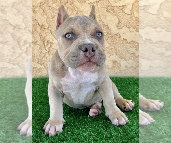 Medium Photo #2 American Bully Puppy For Sale in FULLERTON, CA, USA