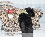 Small #10 Poodle (Toy)