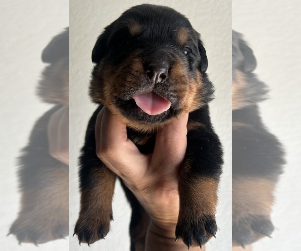 Medium Photo #3 Rottweiler Puppy For Sale in AURORA, CO, USA