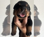 Small Photo #3 Rottweiler Puppy For Sale in AURORA, CO, USA