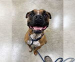 Small Boxer-Staffordshire Bull Terrier Mix